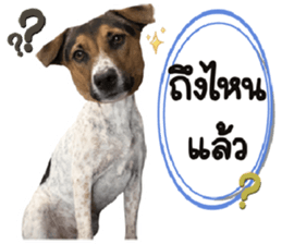 ลายที่ 15