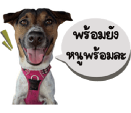 ลายที่ 17