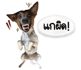 ลายที่ 23