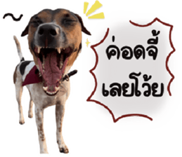 ลายที่ 29