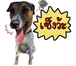 ลายที่ 35