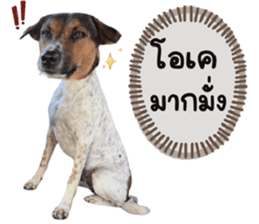 ลายที่ 37