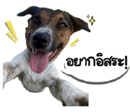 ลายที่ 39