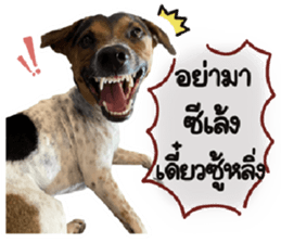 ลายที่ 41