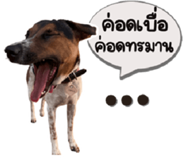 ลายที่ 43