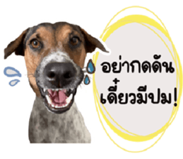 ลายที่ 47