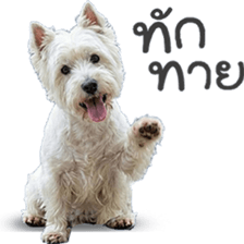 ลายที่ 1