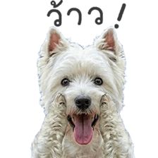 ลายที่ 7