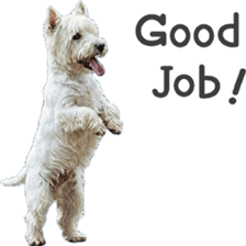 ลายที่ 9