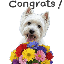 ลายที่ 11