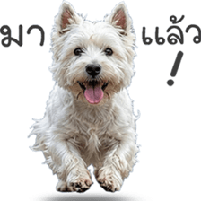 ลายที่ 17