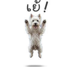 ลายที่ 21