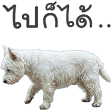 ลายที่ 23