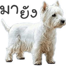 ลายที่ 25