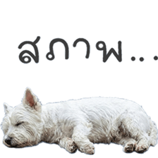 ลายที่ 29