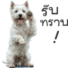 ลายที่ 31