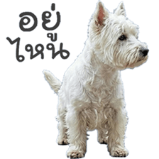 ลายที่ 35