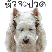 ลายที่ 37