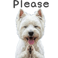 ลายที่ 41