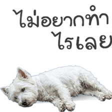 ลายที่ 43