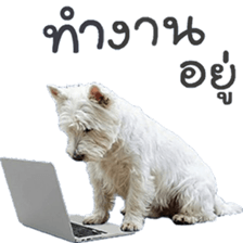 ลายที่ 45