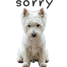 ลายที่ 49