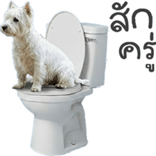 ลายที่ 51