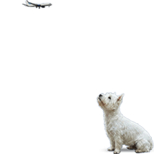 ลายที่ 53