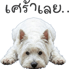 ลายที่ 59