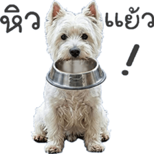 ลายที่ 61