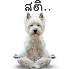 ลายที่ 63