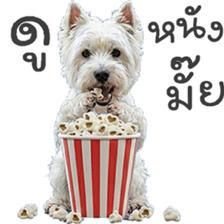 ลายที่ 67