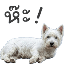 ลายที่ 69