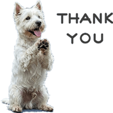 ลายที่ 71