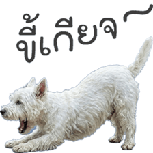 ลายที่ 77