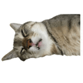 834087580