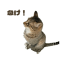 834087581