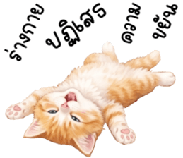 ลายที่ 7