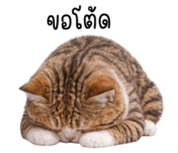 ลายที่ 9