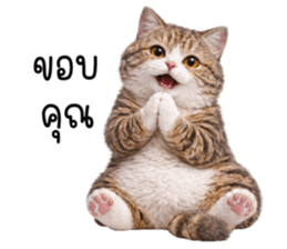 ลายที่ 11