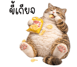 ลายที่ 21