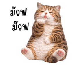 ลายที่ 29