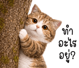 ลายที่ 31