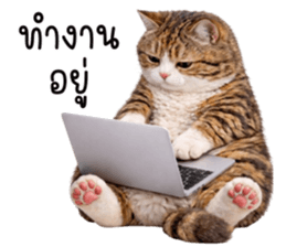 ลายที่ 47