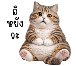 ลายที่ 53