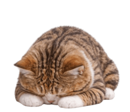 ลายที่ 9