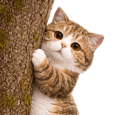 ลายที่ 31