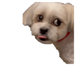 834288666