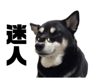 834307053