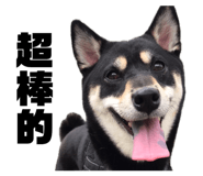 834307082